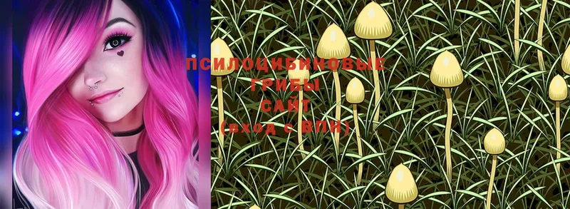 Псилоцибиновые грибы MAGIC MUSHROOMS Ахтубинск